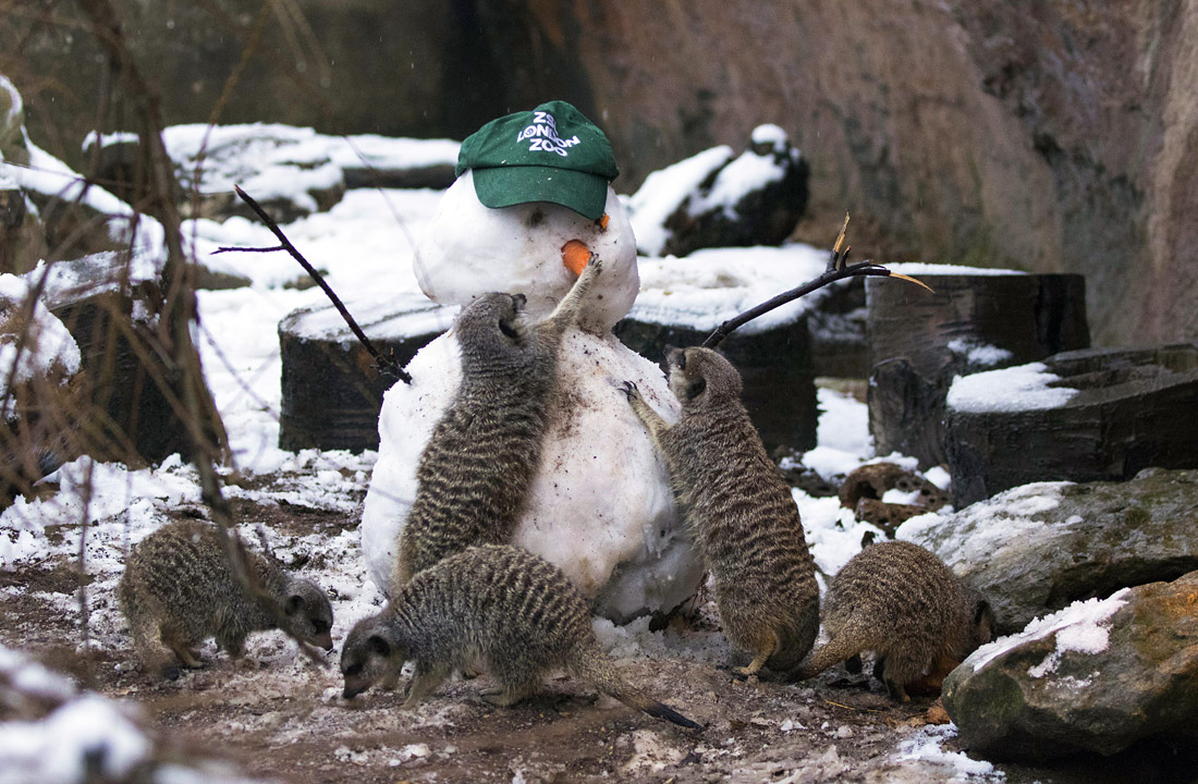 Сурикаты со снеговиком в лондонском зоопарке