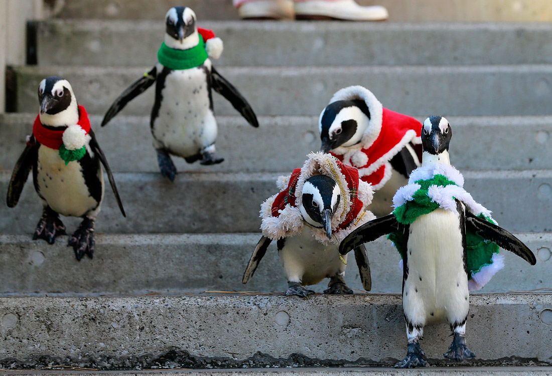 Подготовка к Рождеству в океанариуме Иокогамы. Япония.