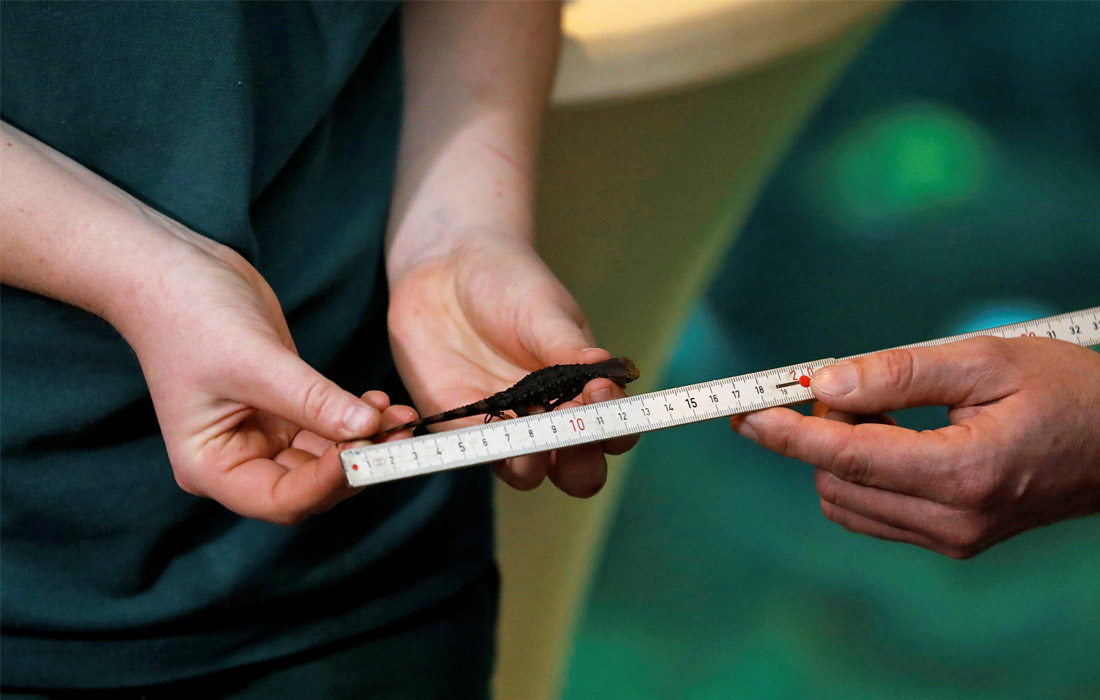 В зоопарке Гамбурга прошла ежегодная инвентаризация животных