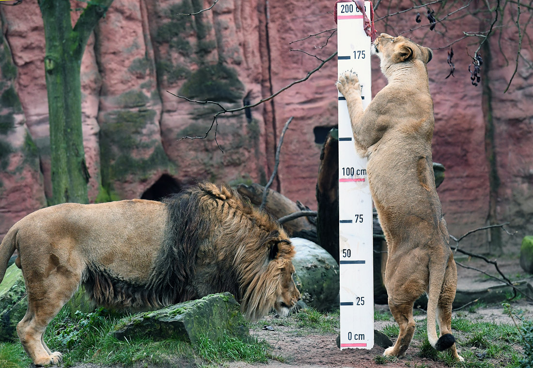 Ежегодный ветеринарный осмотр животных в зоопарке Ганновера. Германия.