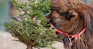 Лучшие фото недели