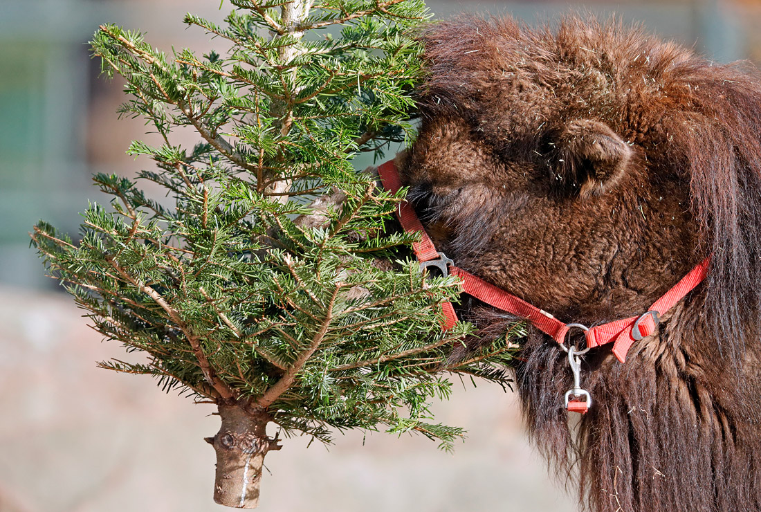 Верблюд ест елку в зоопарке Гейдельберга. Германия.