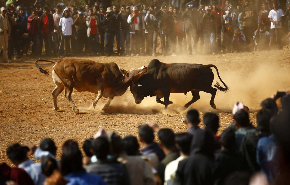 В Непале в деревне Тарука прошел ежегодный фестиваль Магхесангранти, во время которого традиционно проводятся бои быков. Таким образом местные жители празднуют приход теплых и длинных дней в страну. Бои быков символизируют начало священного месяца для жителей.