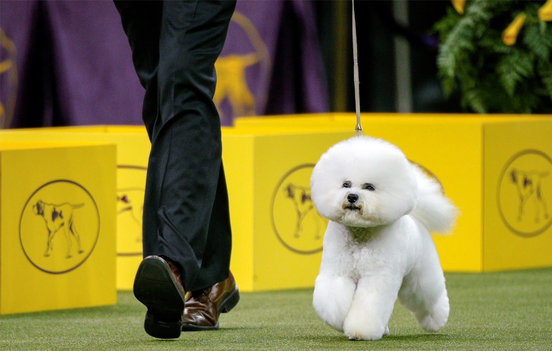  -  142-        Westminster Kennel Club,          200  .     ,   ,     .