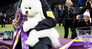 Ежегодная выставка собак Westminster Kennel Club