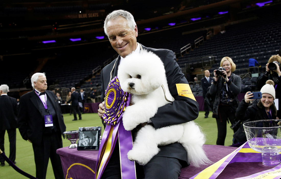 Победитель выставки бишон фризе по кличке Флинн