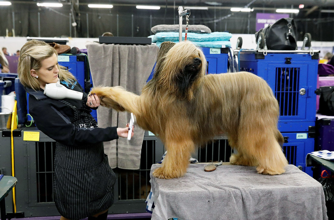   Westminster Kennel Club  -. .