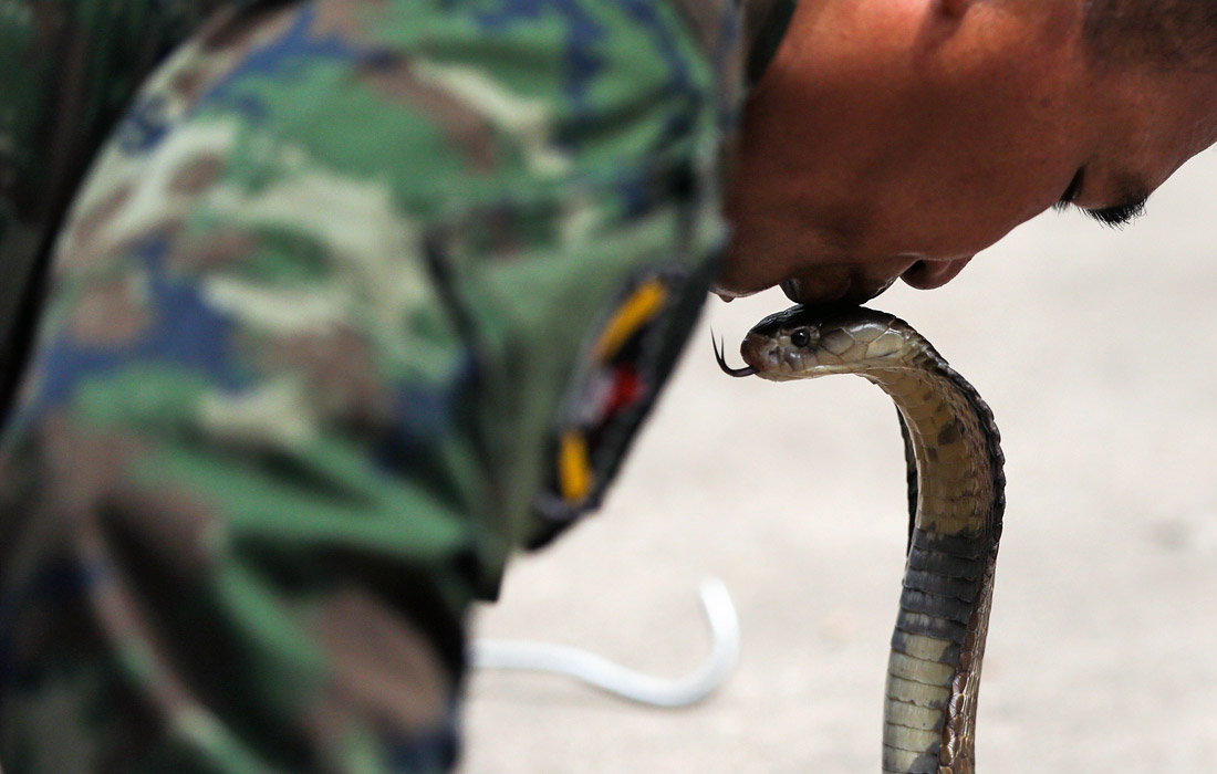 На тайской военно-морской базе в провинции Чонбури прошла ежегодная тренировка по выживанию в джунглях, которая проводится в рамках ежегодных совместных учений США и стран Азии “Cobra Gold". Одним из навыков в программе учебного курса является умение охотиться на змей и пить змеиную кровь.