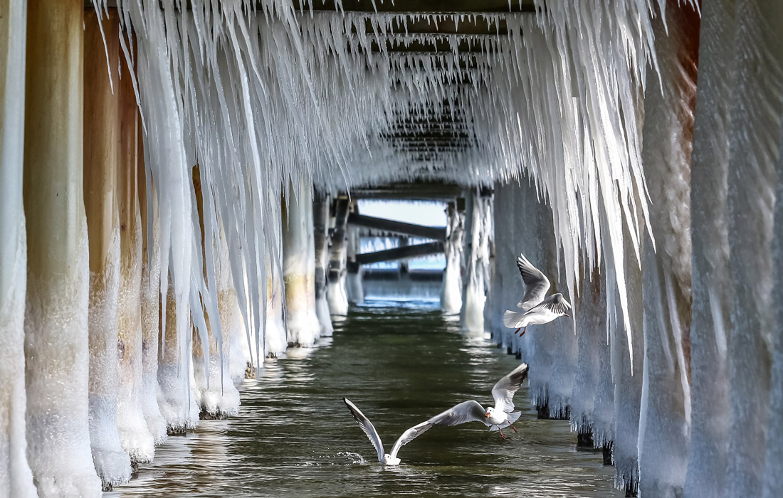 Чайки под замерзшим пирсом в польской Гдыне