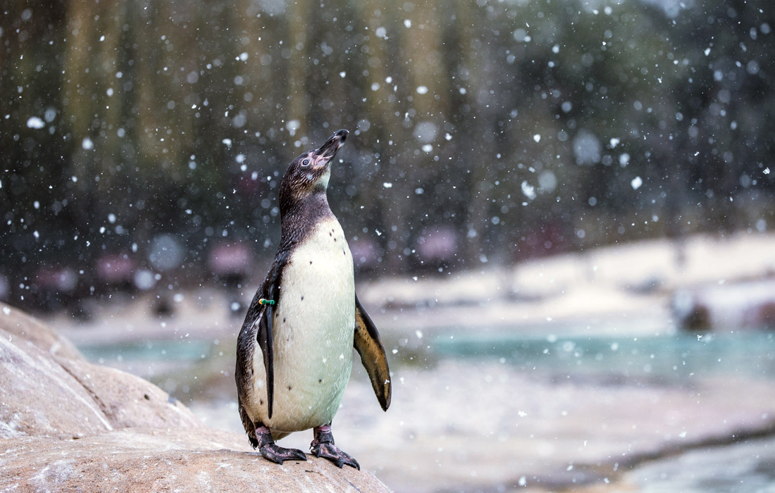 В лондонском зоопарке