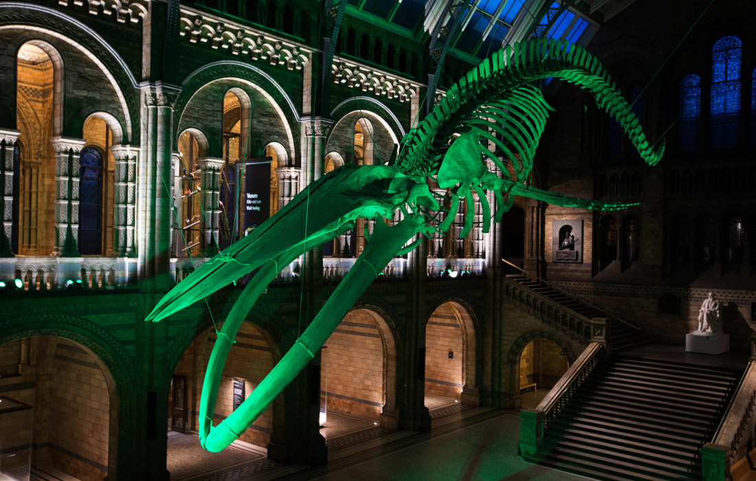 Зеленую подсветку включили в Музее естествознания в Лондоне в преддверии Дня святого Патрика