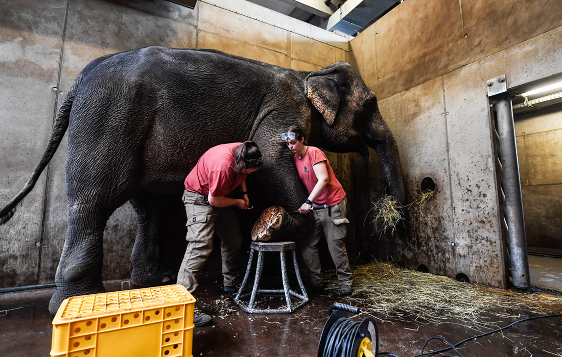 Сотрудники Пражского зоопарка делают педикюр индийскому слону по прозвищу Шанти.