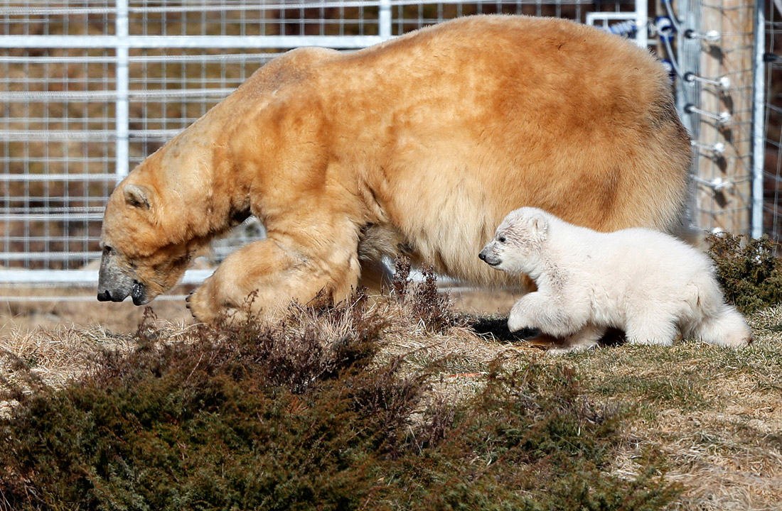 Полярный медвежонок, родившийся впервые за 25 лет в шотландском парке дикой природы "Хайленд Уайлдлайф"