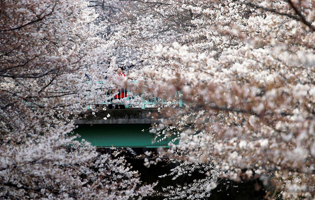     ,      Japan Cherry Blossom