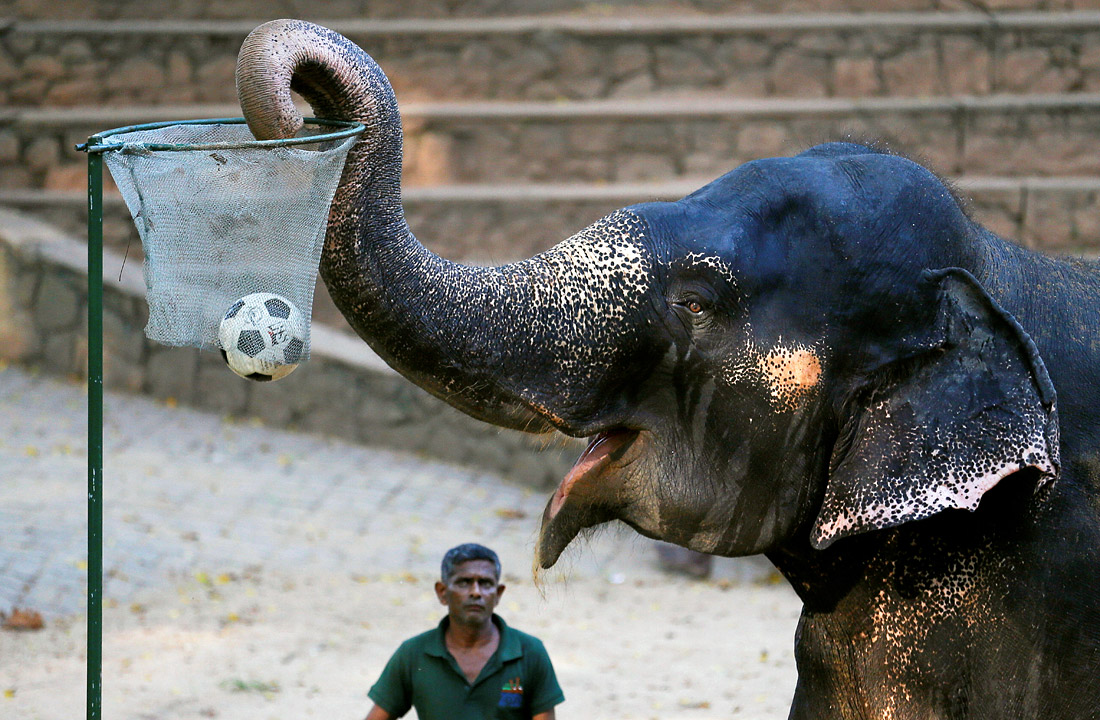 Play elephant. Удивительный слон. Шри Ланка слоны. Необычное слоников. Шри Ланка прикольные фото.
