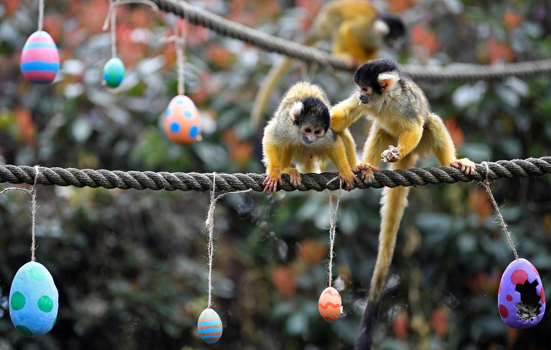 Сотрудники Лондонского зоопарка приготовили для животных угощения к празднику Пасхи