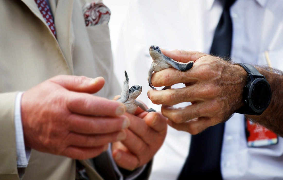 Британский принц Чарльз ( на фото слева) в ходе визита в Австралию познакомился с юными обитателями острова Леди-Эллиот - зелеными морскими черепашками