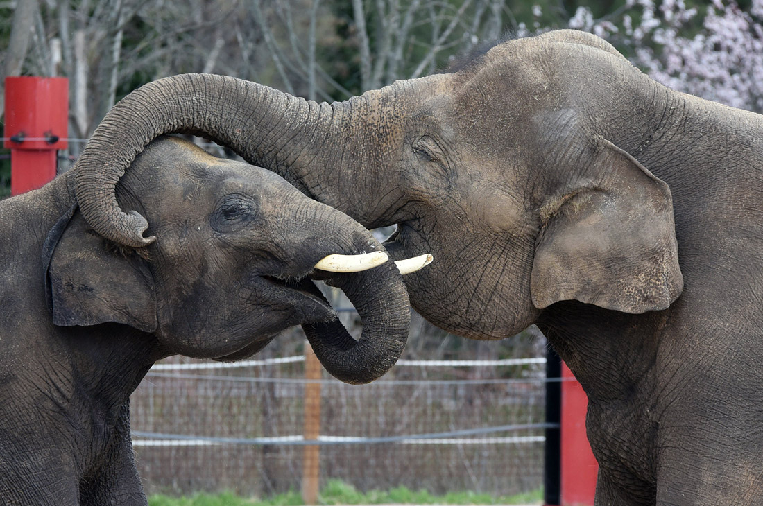Суматранские слоны в Мадридском зоопарке