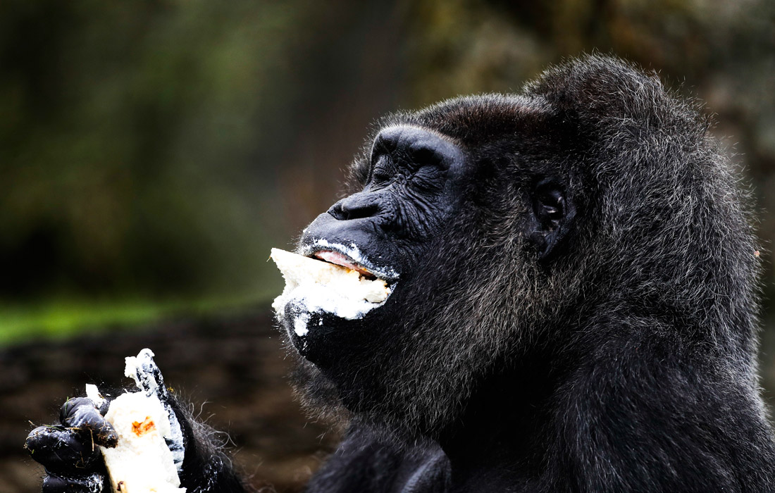 Старейшая в мире горилла по кличке Фату, живущая в Берлинском зоопарке, отметила 61-й день рождения