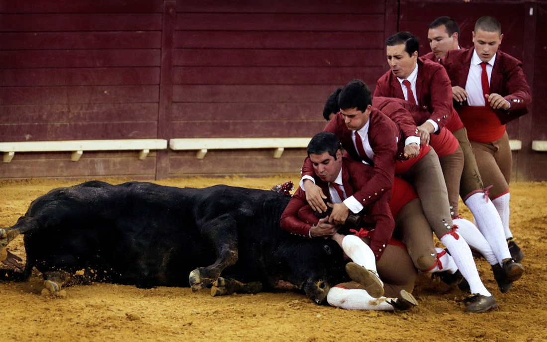 Матадоры во время схватки с быком в португальской вариации корриды - Тораде на арене Кампо-Пекено в Лиссабоне