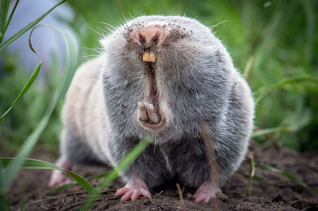 Малый слепыш в Карпатском бассейне