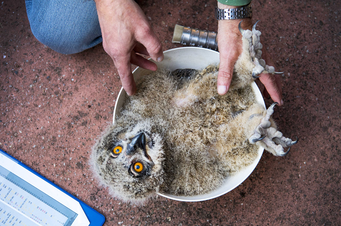 Взвешивание совенка в зоопарке Арнема. Нидерланды.