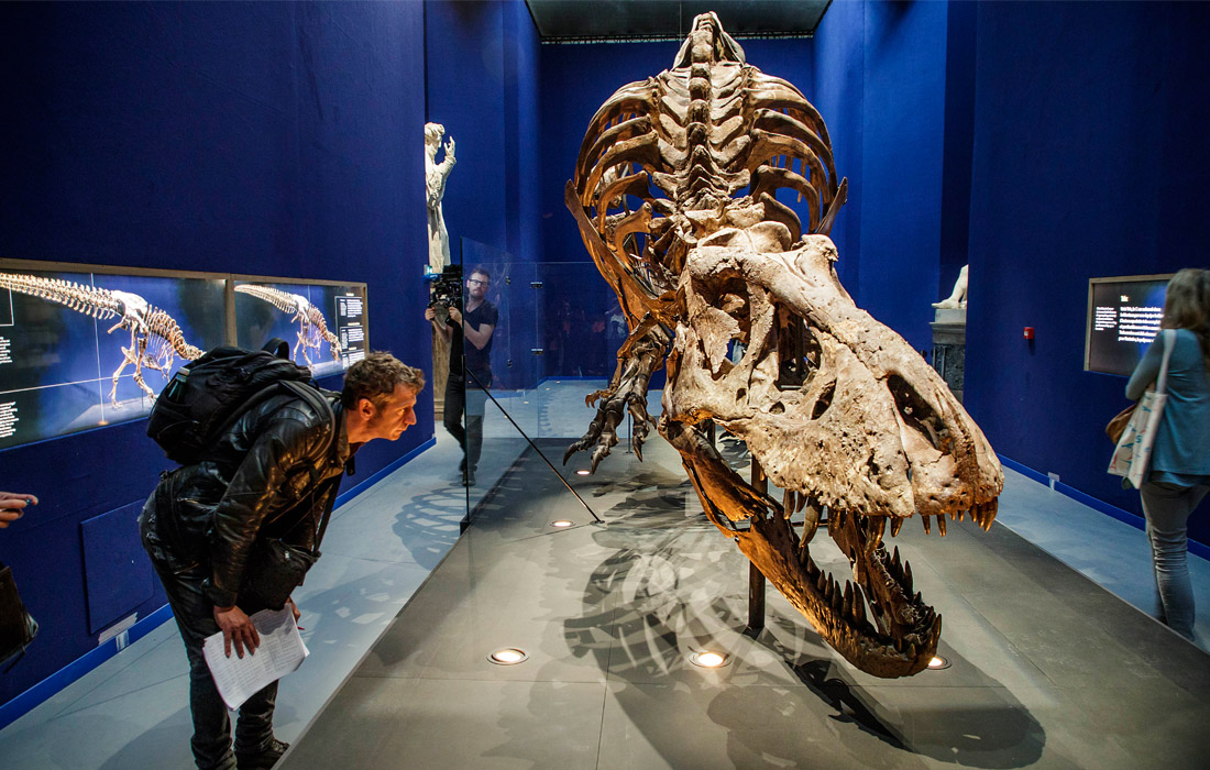 В Национальном музее естественной истории в Париже готовятся к открытию выставки A T.rex in Paris. Одним из самых главных экспонатов стал скелет тираннозавра Рекса. Возраст окаменелости составляет около 67 миллионов лет.