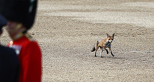 Фотохроника 9 июня