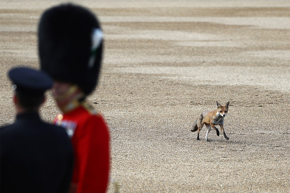 Лисичка прибежала на парад по случаю официального дня рождения королевы Великобритании Елизаветы II в Лондоне