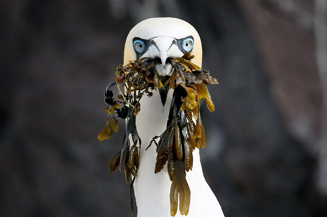 Северный олуш на острове-скале Басс в Шотландии