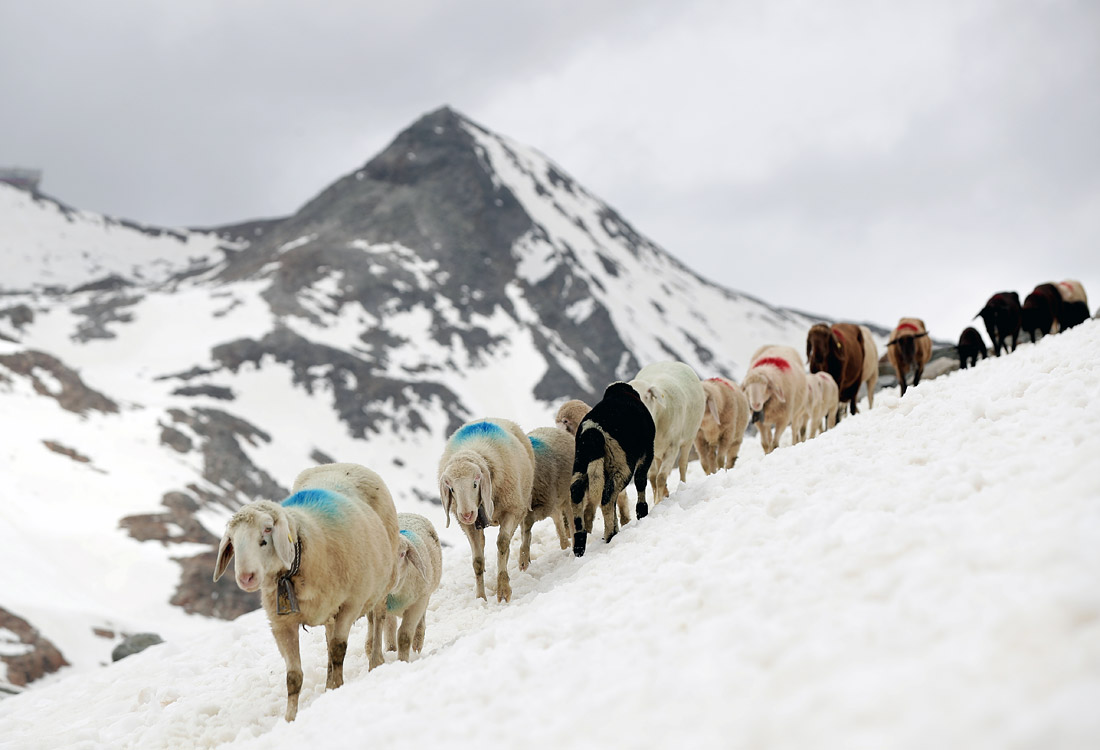 Овцы перебираются через гору в австрийском Тироле