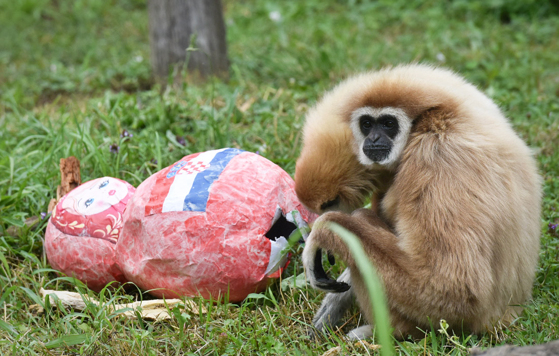 Семейство гиббонов из зоопарка Загреба указало на победу сборной Хорватии в матче против Нигерии. Встреча группы D прошла 16 июня в Калининграде и завершилась со счетом 2:0 в пользу хорватов.
