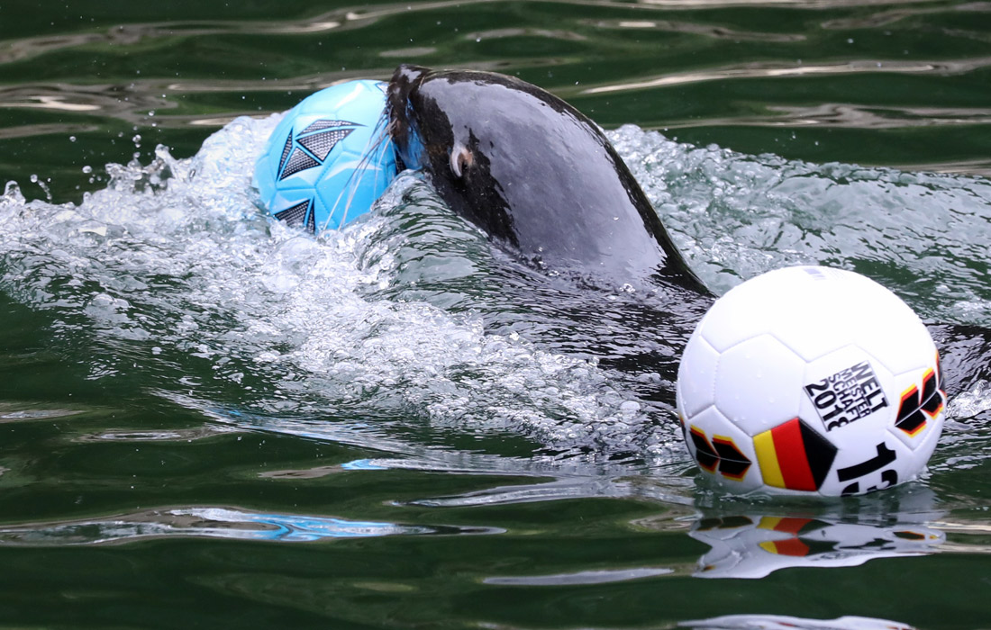 В немецком Ростоке самка морского котика Дейзи предсказала поражение сборной Германии в матче против сборной Мексики. Действующий чемпион мира по футболу, сборная Германии, проиграла свой стартовый матч в "Лужниках" 17 июня. Победу Мексике принес гол Ирвина Лосано на 36-й минуте матча.