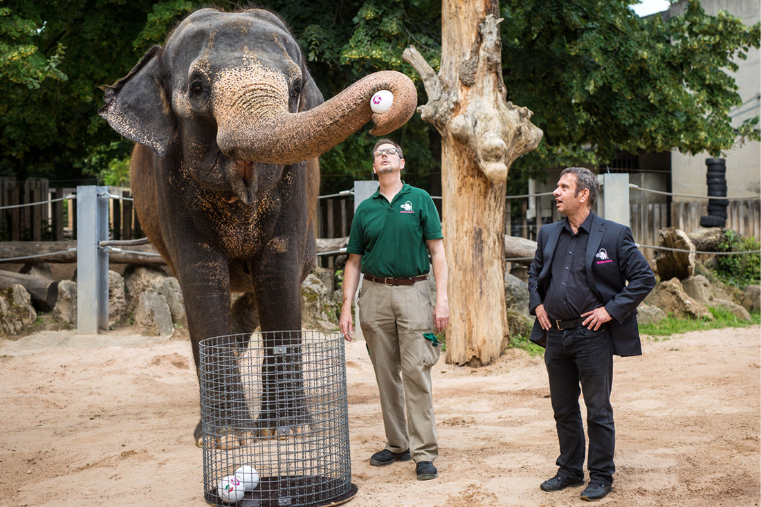 Слониха Зелла из зоопарка Штутгарта прочит команде Сенегала чемпионский титул на ЧМ-2018