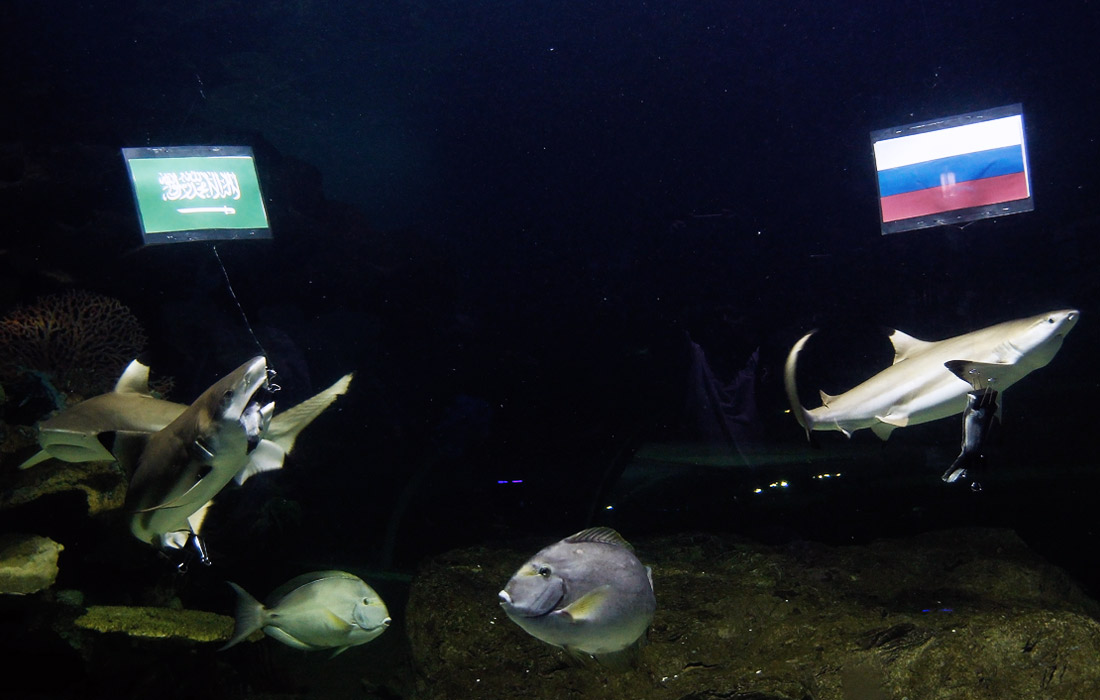 Акулы зоопарка города Чиангмае в Таиланде ошиблись в прогнозах, выбрав сборную Саудовской Аравии победителем первого матча ЧМ-2018