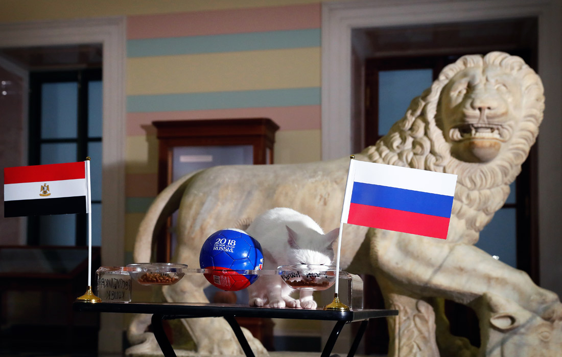 Кот Ахилл из Эрмитажа также предсказал победу сборной России в предстоящем матче с командой Египта. Ранее питомец верно предсказал исход матча между сборными России и Саудовской Аравии.