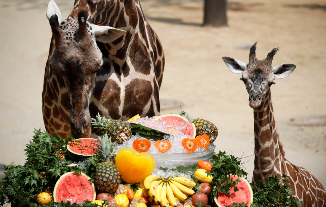 В зоопарке южнокорейского Йонъина ввели специальный рацион питания для животных на время сильной жары