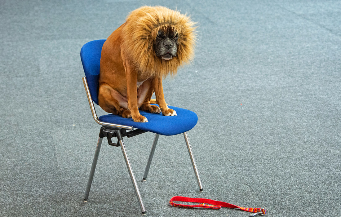 Немецкий боксер ждет выступления на международной выставке собак и кошек в Эрфурте, Германия