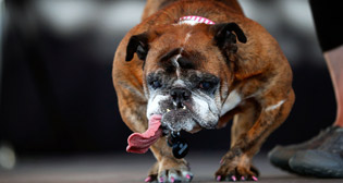 В США выбрали самую уродливую собаку мира