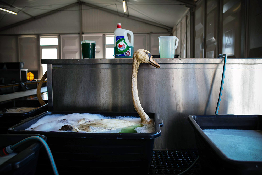 Лебедя очищают от нефти после аварии нефтяного танкера в порту Роттердама. Нидерланды.