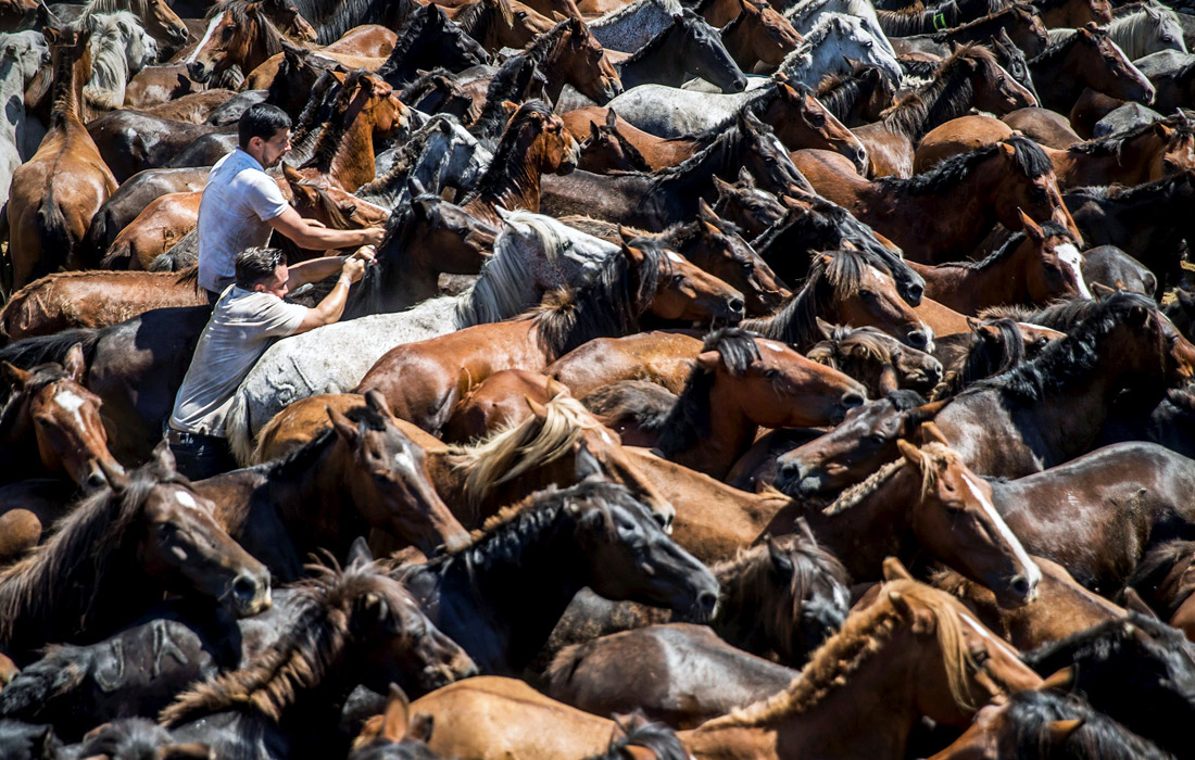 Традиционный фестиваль диких лошадей Rapa das Bestas прошел в деревне Сабуседо на северо-западе Испании. Во время праздника местные жители сгоняют диких лошадей в специальные загоны, после чего пытаются остричь гриву и заклеймить молодых жеребцов.