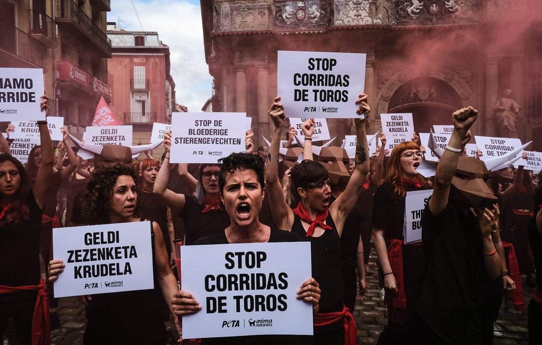 Каждый год перед фестивалем зоозащитники устраивают акции протеста против издевательства над быками и убийства животных во время боев