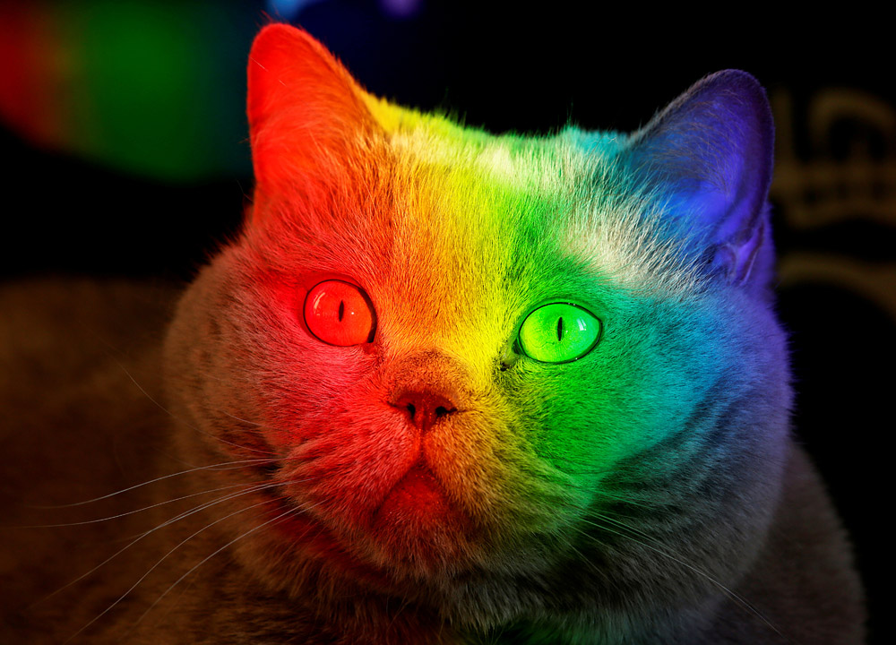 Британский голубой кот в лучах солнца