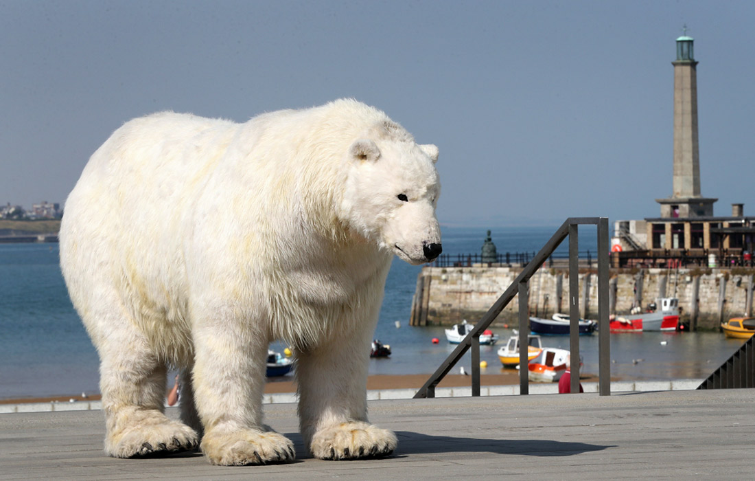 Акция современной галереи искусств Turner Contemporary и общественной организации Greenpeace для привлечения внимания к проблеме изменения климата и защите животных в британском Маргите