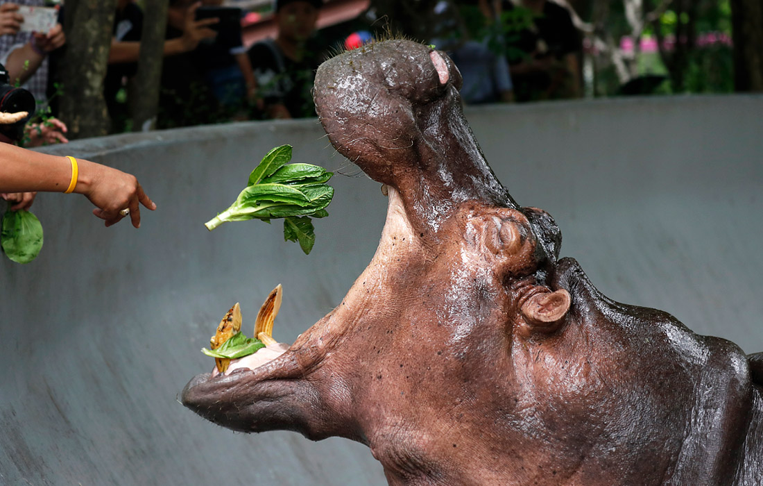 Старейший зоопарк Таиланда Dusit Zoo в Бангкоке объявил о своем закрытии