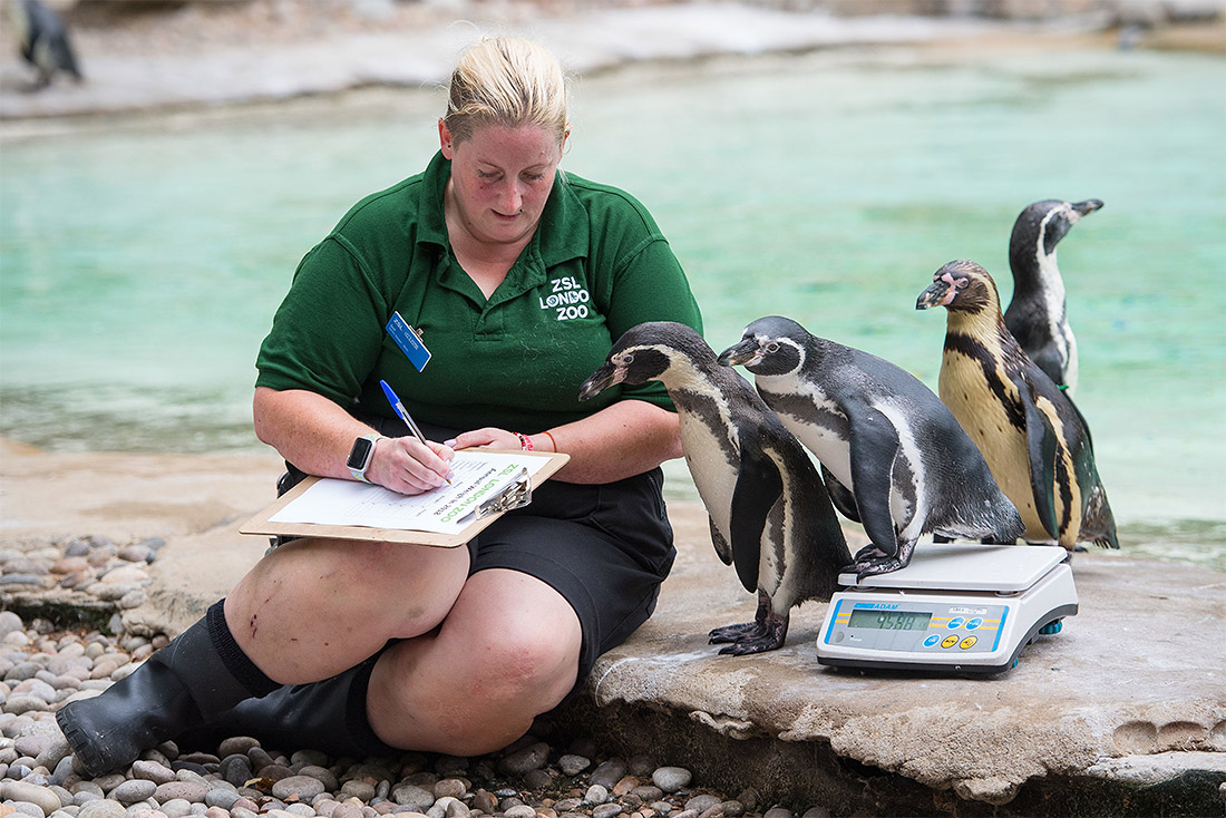 В Лондонском зоопарке прошла ежегодная инвентаризация животных