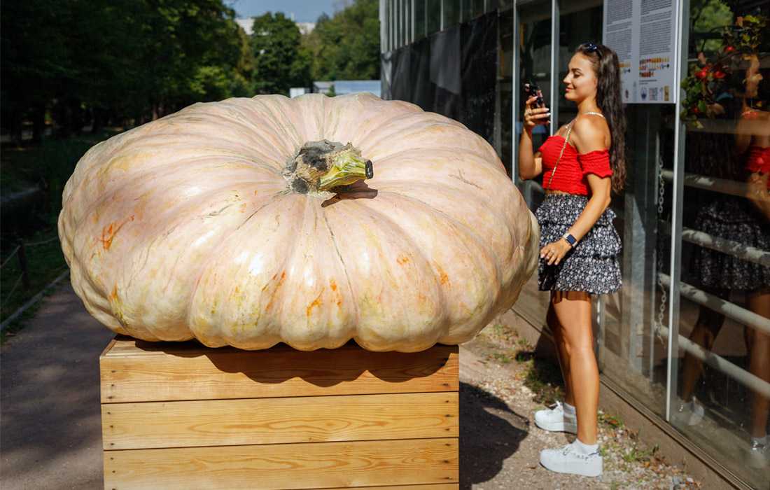 Самую большую тыкву в России весом 645,5 килограмма привезли в Ботанический сад МГУ "Аптекарский огород" в преддверии открытия ежегодного фестиваля урожая "Краски осени"