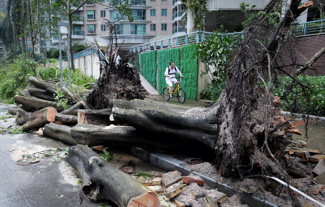 Сломанные тайфуном деревья в в Шэньчжэне, Китай