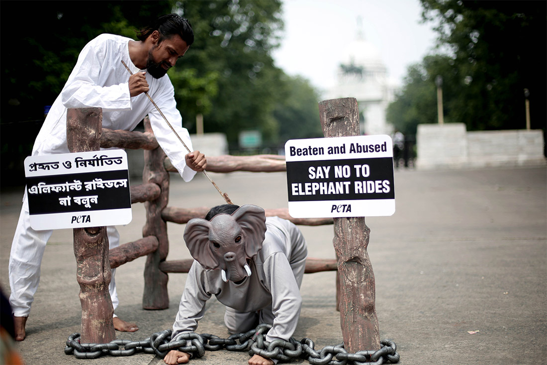 Активисты PETA в Индии протестовали против использования слонов в развлекательных турах