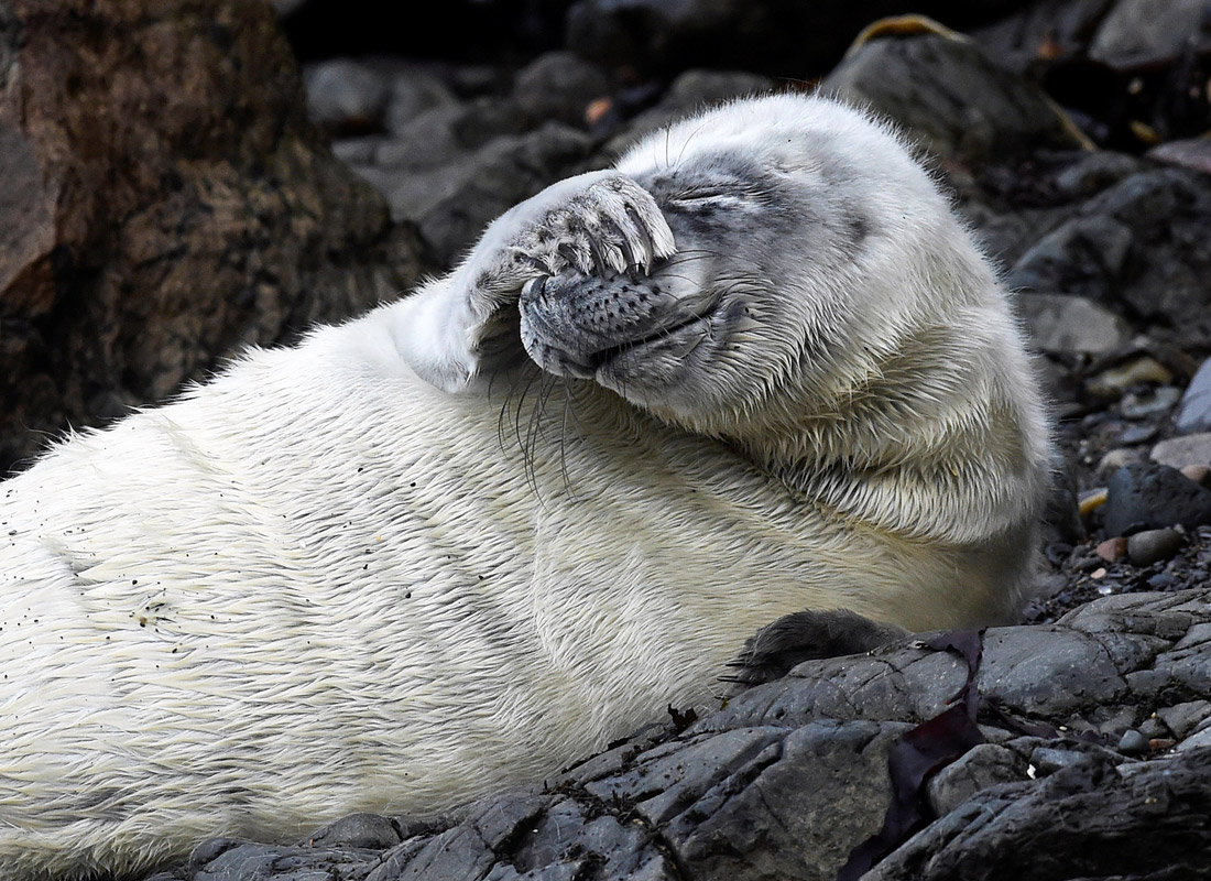 Атлантический тюлень лежит в гавани Св. Мартина в Пембрукшире. Великобритания.